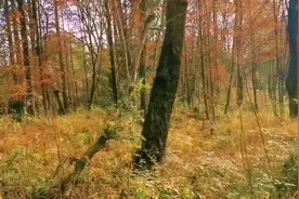 治愈系列之户外冬季徒步，林里的阳光格外温暖，一起放松此刻吧视频封面