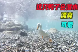 赶着周末带宠物鸭到小溪流玩潜水，两只小鸭很卖力潜水帮找东西视频封面