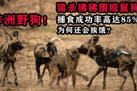 猎杀狒狒围殴鬣狗，捕食成功率高达85%的非洲野狗，为何会挨饿？视频封面