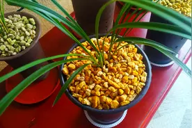 兰花养死了兰土还能用吗？经过4个步骤处理，兰土焕然一新放心用视频封面