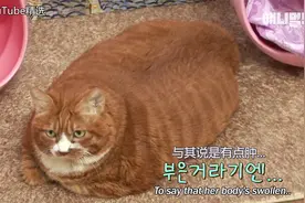 脂肪含量是正常猫咪三倍的18岁猫咪，通过食疗和运动减去0.8kg~视频封面