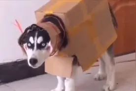 二哈：我终于知道我我是谁了，我就是二哈加鲁鲁终极进化！