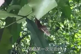 最会模仿蛇类的毛毛虫，不但外形像蛇，还会似毒蛇般扑咬！视频封面