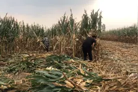 机器收玉米一亩地70，为啥非要人工收，原因让人心酸又无奈视频封面