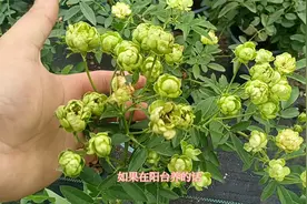 什么月季品种一年四季开花？可以选择这6个品种，花开不断视频封面
