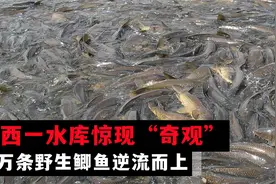 江西一水库惊现“奇观”，上万条野生鲫鱼逆流而上，原因出乎意料视频封面