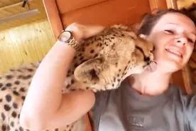 动物园弃养的猎豹喜欢亲近人类？小家伙一看到女主人，就立刻撒娇视频封面