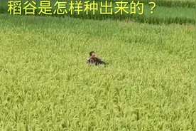 稻谷大米是怎样生产出来的，看完这个视频，才知粮食来之不易