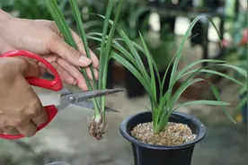 促进无根的兰花快速长新根新芽，这3招最快速视频封面