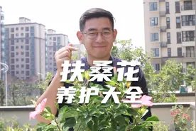 园艺师教你养扶桑花，这可能是扶桑花，最全面的教程了视频封面