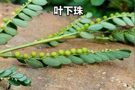 青蛇药叶下珠，药用价值高，你了解了吗？