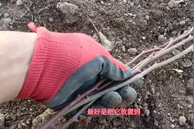 冬天剪下来的月季枝条不要扔，这样保存起来，明年春天还能用视频封面