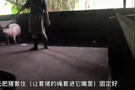 猪脱肛不用慌，小伙教你怎么处理！视频封面