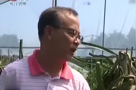 种植户采用生态种植模式 不用农药不用膨大剂 火龙果自然生长视频封面