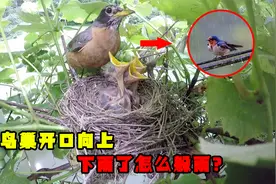 大部分鸟巢都是开口朝上，下雨该如何躲雨？鸟巢只是用来休息吗？视频封面