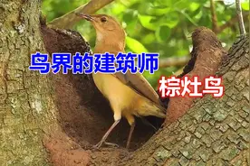 666鸟界的建筑师，棕灶鸟和泥建造面包房，它是怎么样盖起来的？