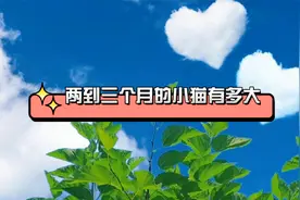 2-3个月小猫有多大，如何正确喂养呢