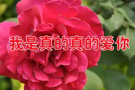 新歌！《我是真的真的爱你》爱你爱的无路可退，疼你疼到痛彻心扉视频封面