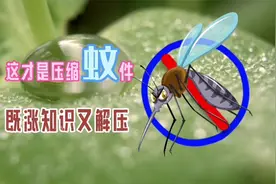 记录一只蚊子从一出生到生无可恋的全过程，让它体会一下人间险恶视频封面