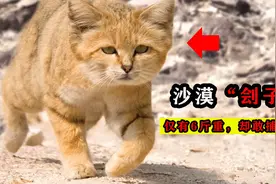 沙漠中的“刽子手”，体重仅有6斤的沙漠猫，为何敢以毒蛇为食？视频封面