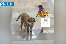 男子将金毛打扮成老虎 遛狗时看呆路人