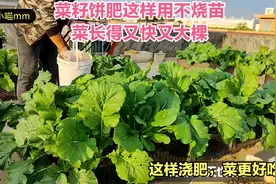 楼顶种菜：菜籽饼肥这样用不烧苗，菜长得又快又大棵，菜味也浓视频封面