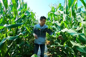 乡村小伙在家种玉米，用啥方法种植玉米？45天长了3米高