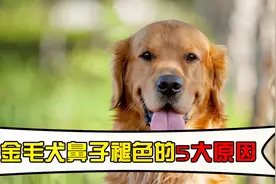 金毛犬鼻子褪色的，5大原因！视频封面
