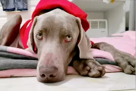 狗狗的恢复能力太强了，做完手术才3天，就恢复的差不多了