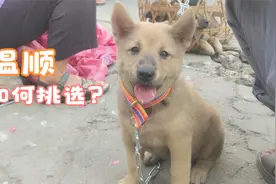 大叔选狗就要菜狗，不要猎狗，怎么选温顺狗？