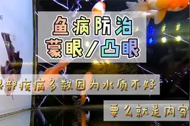 养鱼笔记1季73集：观赏鱼出现蒙眼和凸眼，无非就这两种原因