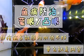养鱼笔记1季73集：观赏鱼出现蒙眼和凸眼，无非就这两种原因