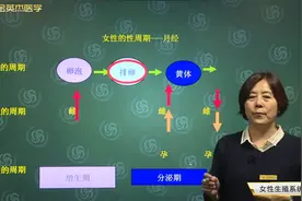 女性生殖系统解剖生理-卵巢周期性变化02女性的性周期-月经视频封面
