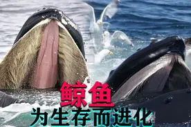 海中霸主鲸鱼：鲸须不是牙齿进化形成，而是长在嘴里的头发