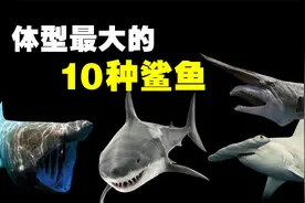 体型最大的10种鲨鱼排名，深海动物远比我们想象的要更加恐怖！视频封面