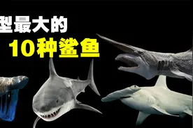 体型最大的10种鲨鱼排名，深海动物远比我们想象的要更加恐怖！视频封面