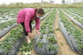广东丰收季成片草莓枯死，村民：凡是浇过河水的菜全枯死了视频封面