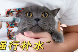 猫咪缺水尿闭，主人只好强行喂水，又心疼又好笑！视频封面