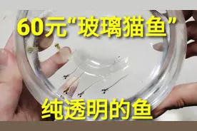 60元神奇的“玻璃猫鱼”，全身透明鱼骨都能看见，它怎么吃东西的视频封面