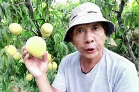 兄弟姐妹们，锦绣黄桃成熟了，看看它的营养和作用有多少视频封面