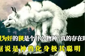 狼狈为奸的狈是个什么物种，为何没人见过？据说是神兽化身极聪明视频封面
