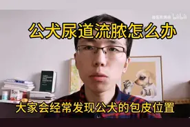 兽医陈满福告诉你公犬尿道流脓该怎么办！