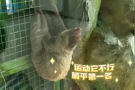 闪电兄弟落户郑州动物园视频封面