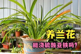 兰花需要浇硫酸亚铁吗？可乱浇，用错了代价太大视频封面