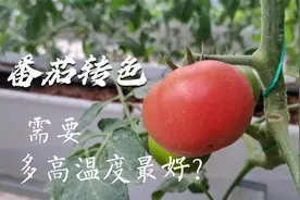 番茄转色时到底需要多高温度？很多菜农搞错了！今天总算明白了视频封面