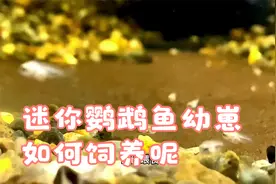 迷你鹦鹉鱼幼崽如何饲养呢？#观赏鱼 #水族 #养鱼日记视频封面