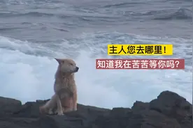 你敢相信吗？一只狗狗望着主人离去的方向，竟然苦苦等待两年！视频封面