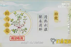 马齿苋有清热利湿、解毒消肿作用，可应急缓解急性湿疹丨健康之路视频封面