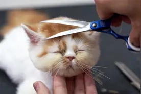 给可爱的小猫咪做美容