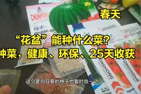 5种蔬菜种子，春天花盆能种“爆盆”，好看又健康视频封面